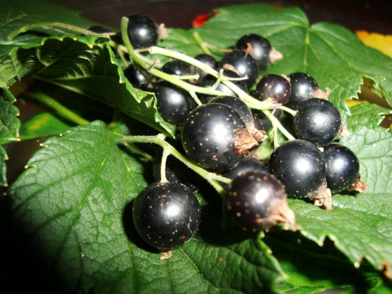 О пользе ягод и листьев черной смородины